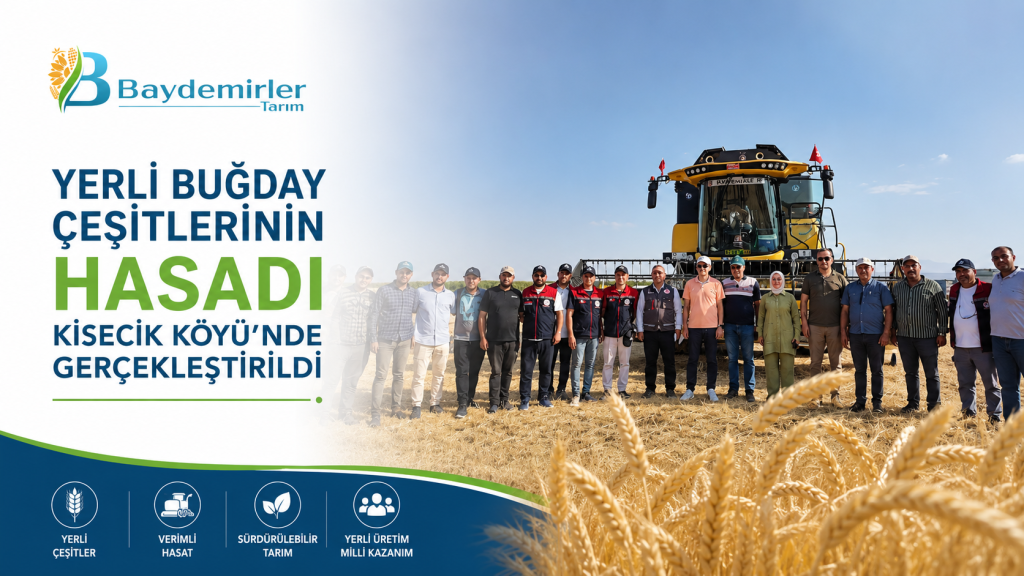 Yerli Buğday Çeşitlerinin Hasadı Kisecik Köyü’nde Gerçekleştirildi