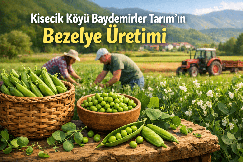 Kisecik’de Bezelye Üretimi